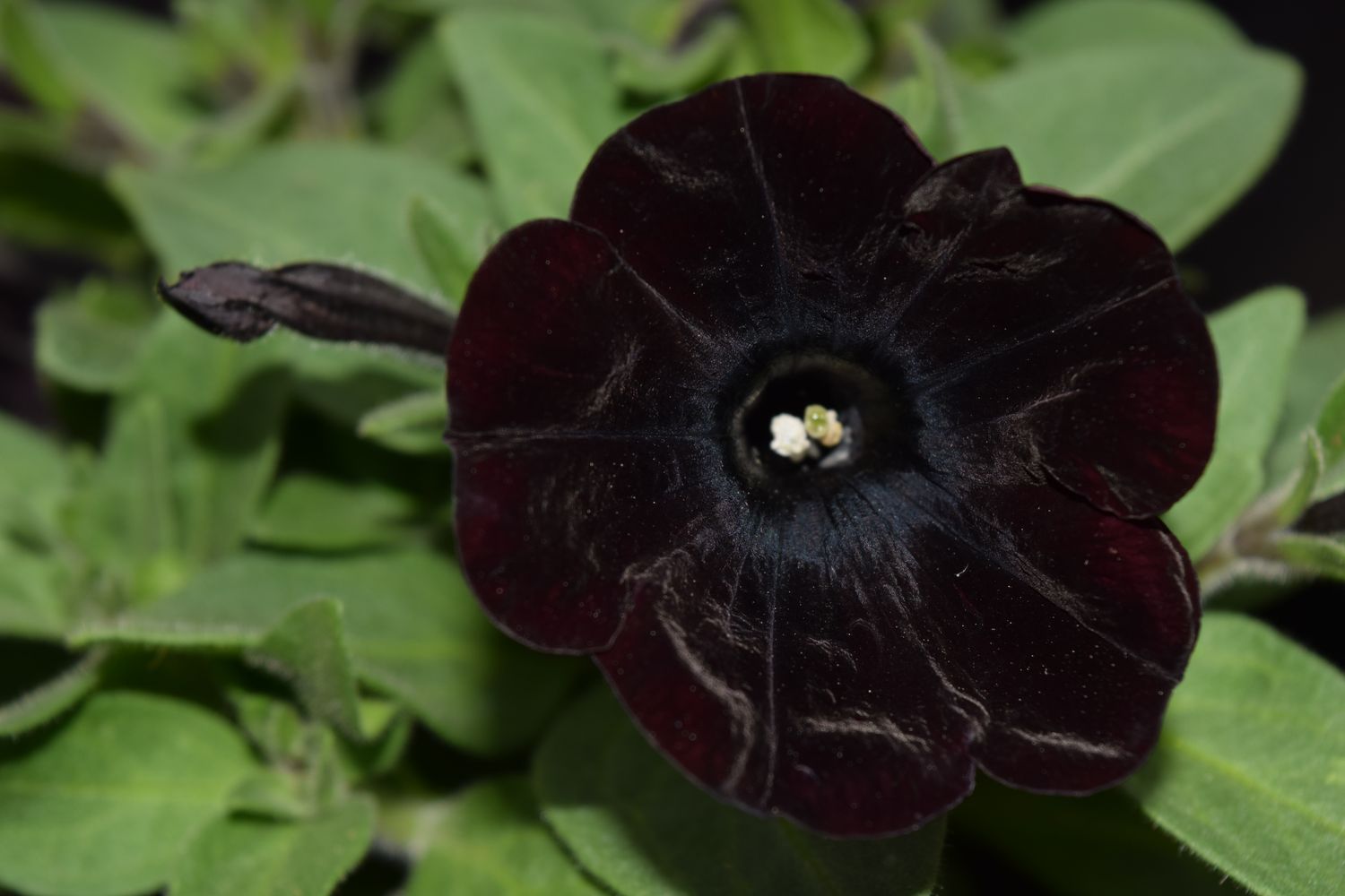 Petunia - Sweetunia Black Satin | Grow Wild Greenery